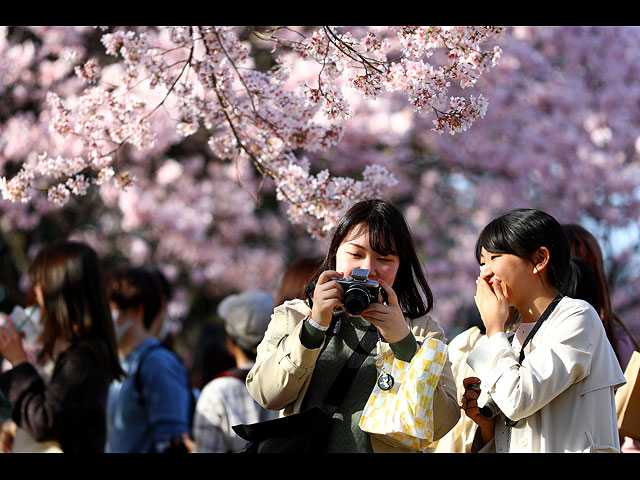 Подарок природы к ослаблению карантина: в Японии зацвела сакура. Фоторепортаж
