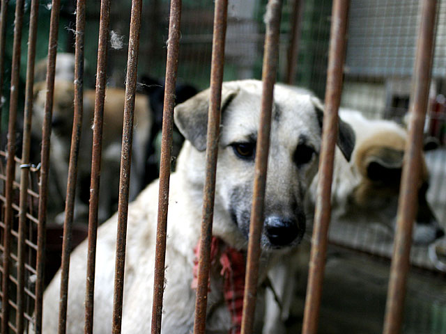 Китай намерен исключить собак из категории скота и съедобных животных