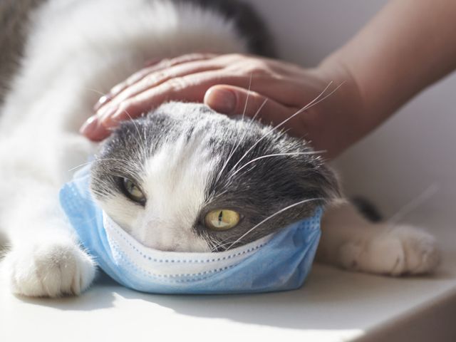 Ученые: коронавирус опасен для кошек, но его  могут не бояться собаки