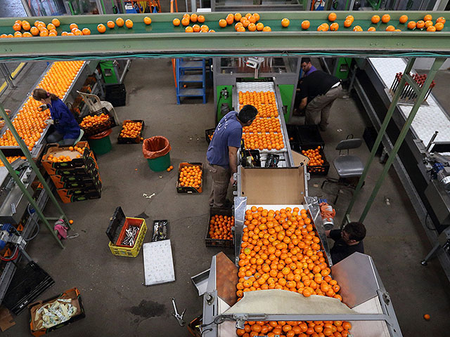 Финляндия вернула 8 партий израильских апельсинов из-за следов запрещенного удобрения