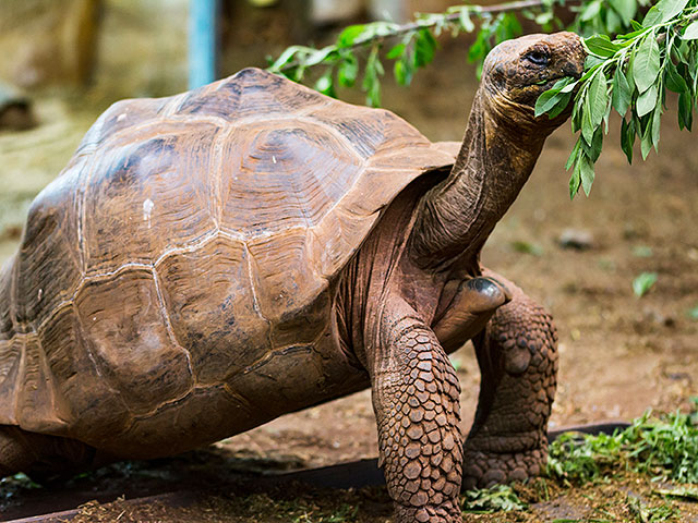 "Сердцеед Диего", спасший популяцию галапагосских черепах, отправлен на пенсию
