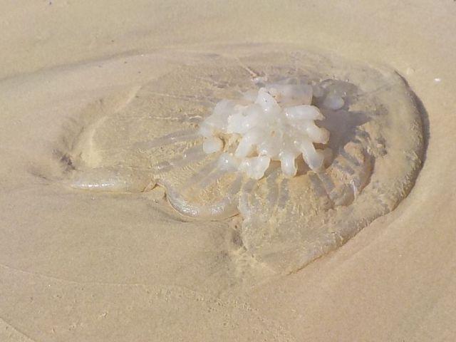 Концентрация медуз на израильском побережье Средиземного моря остается высокой