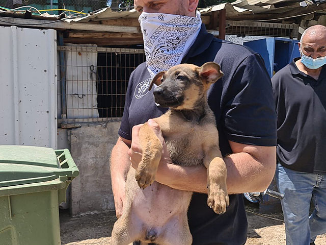 Полиция конфисковала собак, которых содержали на крыше здания в Тель-Авиве