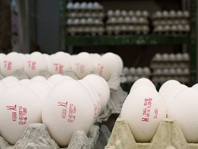 Минсельхоз разрешил беспошлинный импорт 20 млн яиц из-за недоверия населения к правительству