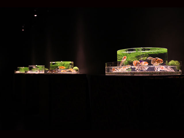В Токио открывается Арт-аквариум