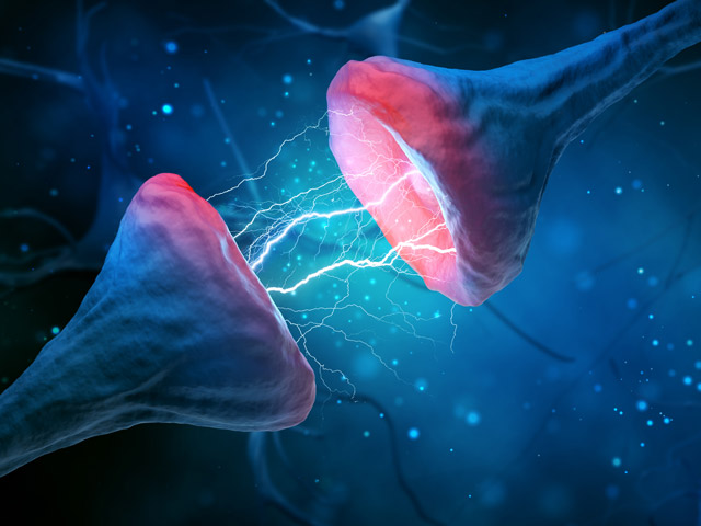 Исследователи смогли восстановить связи нервных клеток