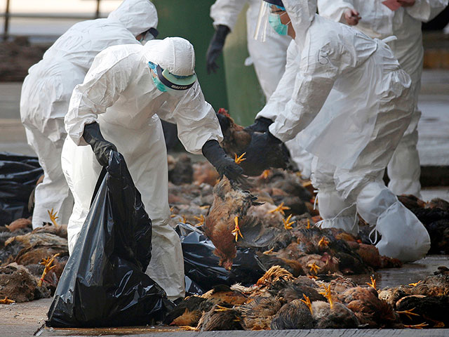 Всемирная организация охраны здоровья животных сообщила о вспышке птичьего гриппа в России