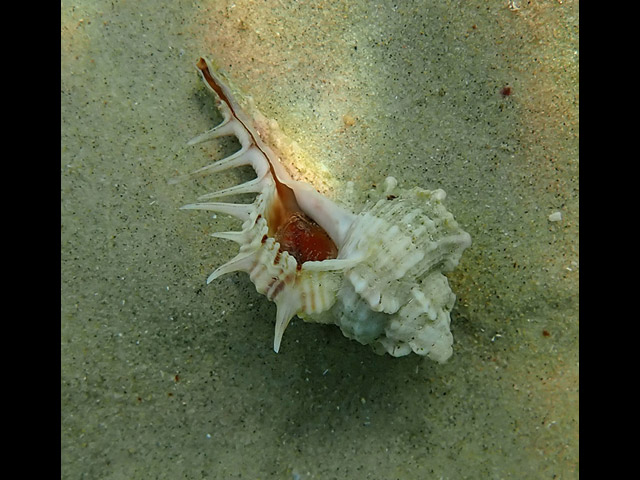 Раковина Гребень Венеры (Murex forskoehlii)