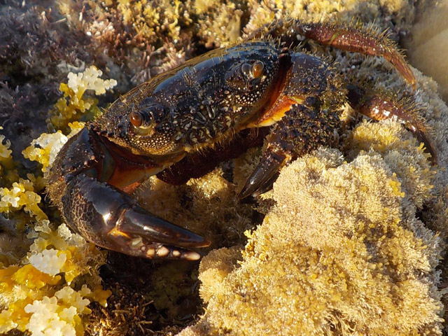 Каменный краб (Eriphia verrucosa)