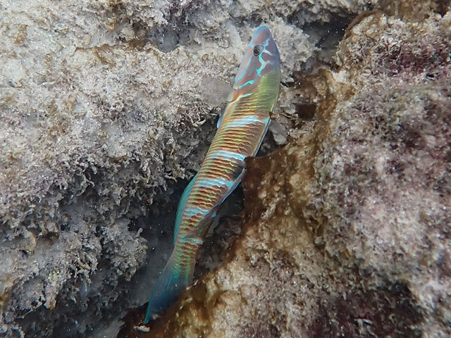 Павлиний губан (Thalassoma lunare)