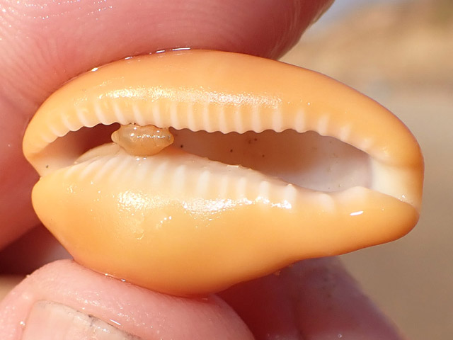Раковина Ципрея (Cypraea)