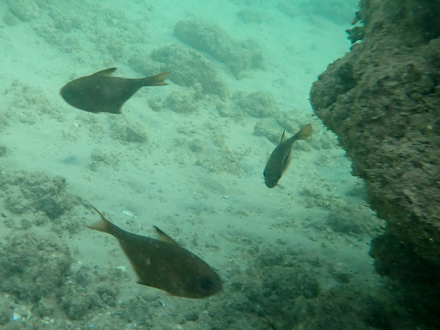 Большеглаз темноперый (Pempheris Mangula, "гарзинон" на иврите)