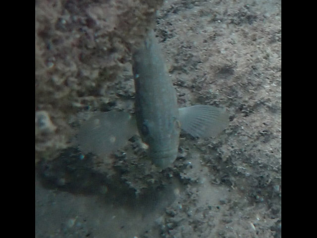 Каменный окунь (grouper, Epinephelus)