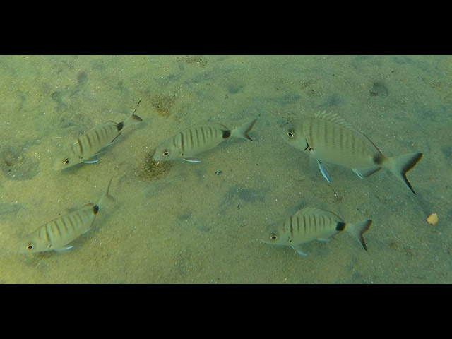 Морской карась, сарг (Diplodus sargus)