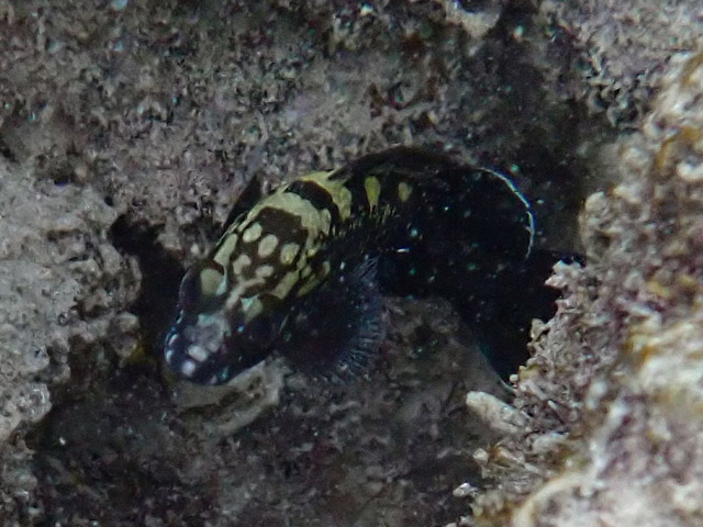 Каменный окунь (grouper, Epinephelus)