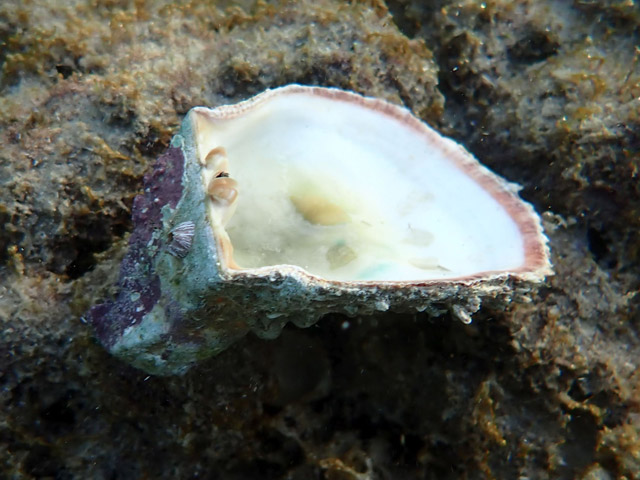 Spondylus gaederopus