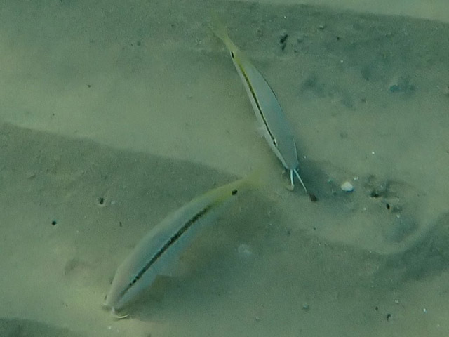 Зубатые барабули (goatfish, Parupeneus forsskali)