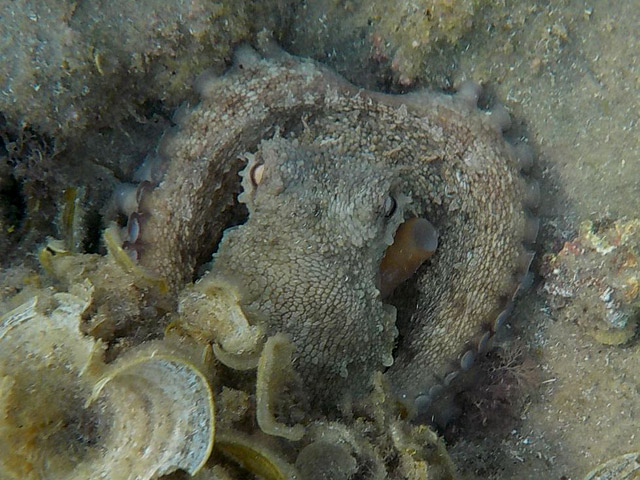 Осьминог обыкновенный (Octopus vulgaris)