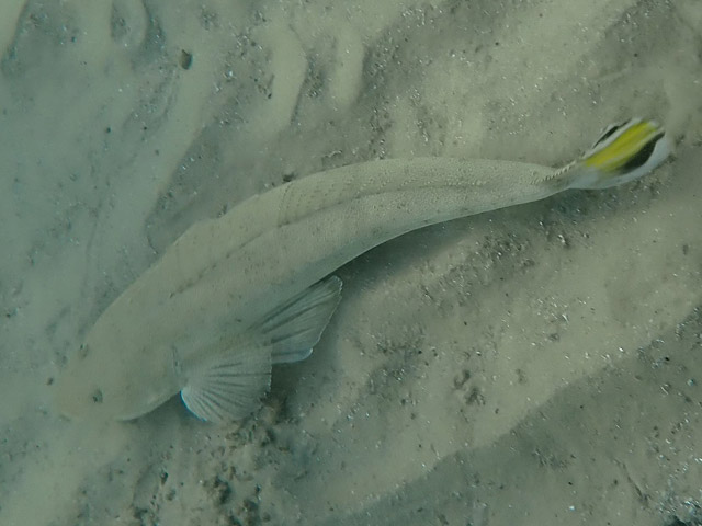 Плоскоголов ("рыба-крокодил", Platycephalidae)