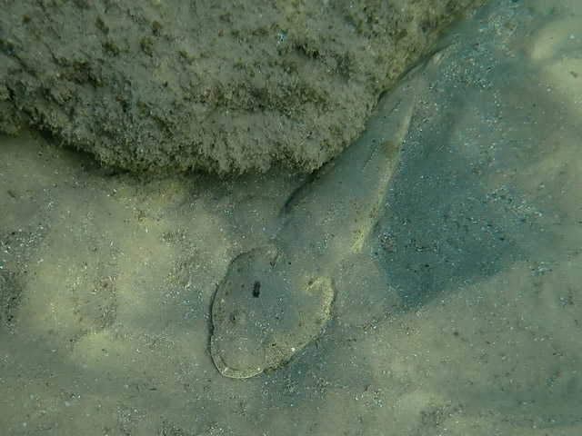 Плоскоголов ("рыба-крокодил", Platycephalidae)