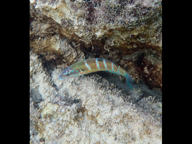 Павлиний губан (Thalassoma lunare)