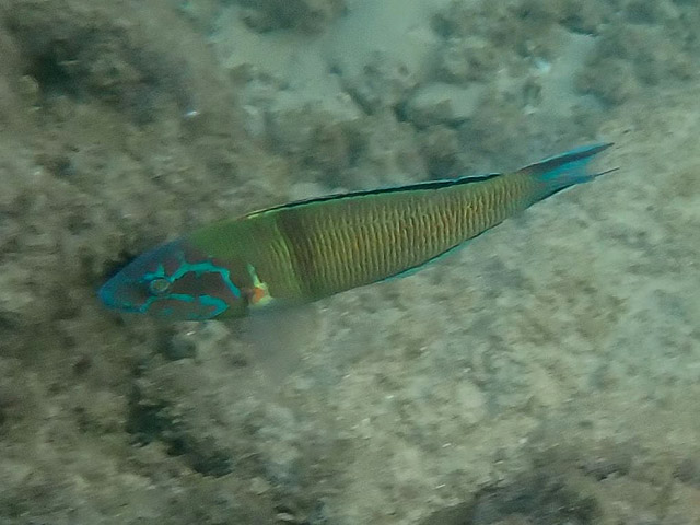 Павлиний губан (Thalassoma lunare)