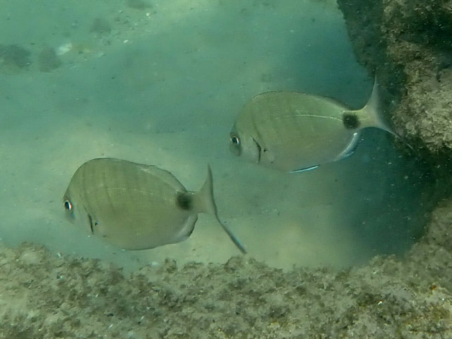 Морской карась, сарг (Diplodus sargus)