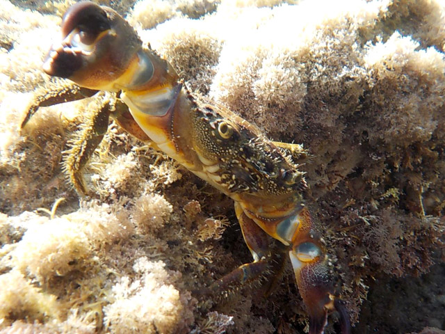 Каменный краб (Eriphia verrucosa)
