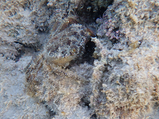 Каменный краб (Eriphia verrucosa)