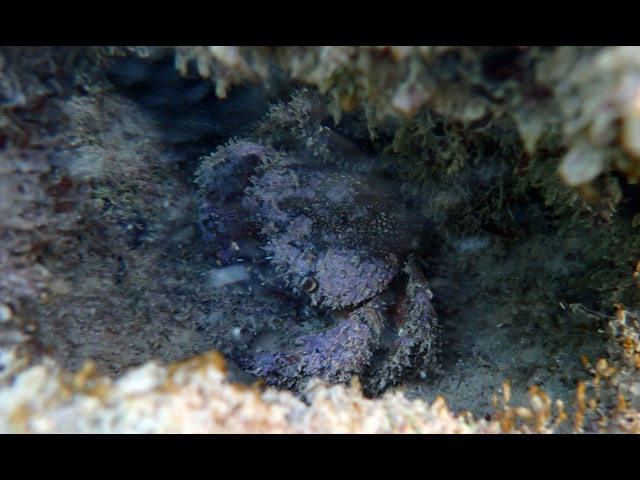 Каменный краб (Eriphia verrucosa)