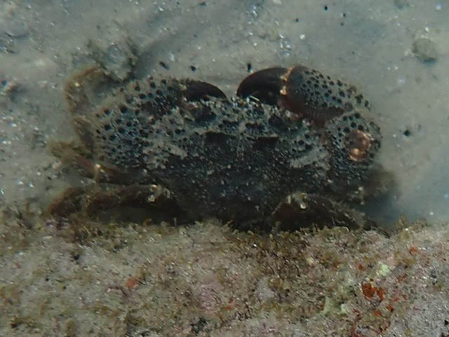 Каменный краб (Eriphia verrucosa)