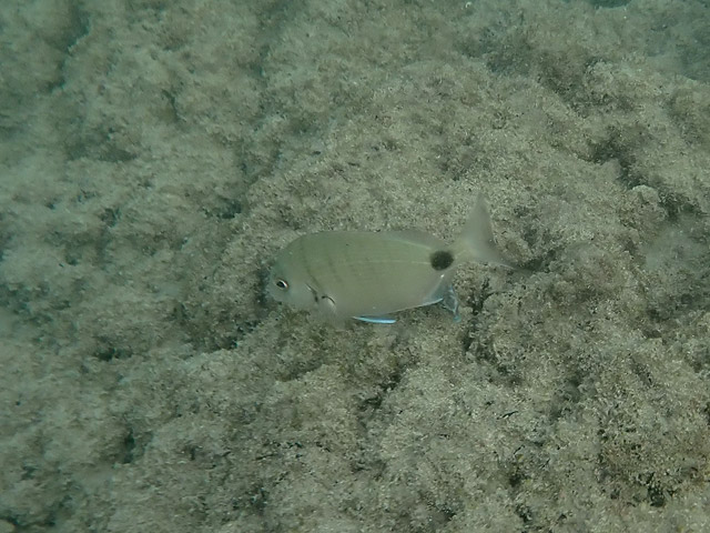 Морской карась, сарг (Diplodus sargus)