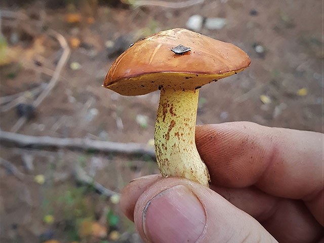 Лес Шломи