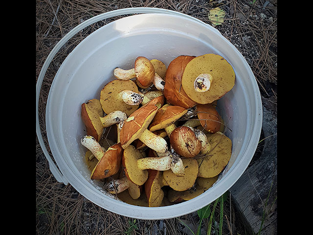 Лес Шломи