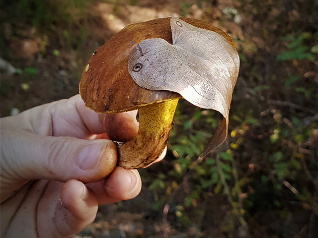 Лес Шломи