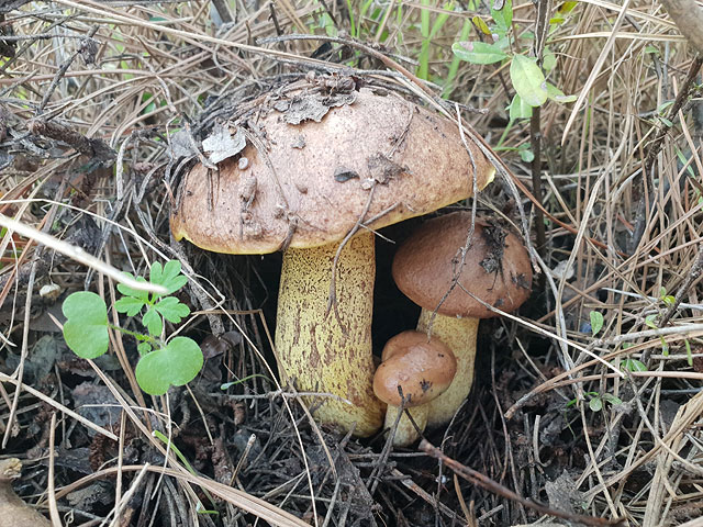 Ноф Хагалиль
