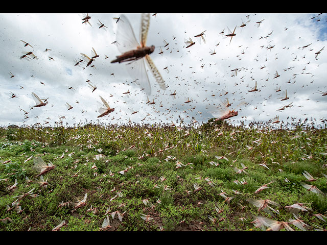 Стаи саранчи над посевами в Кении, 24 января 2020 года. Во время самой сильной вспышки за четверть века сотни миллионов насекомых ворвались в Кению из Сомали и Эфиопии, уничтожив сельскохозяйственные угодь, угрожая и без того уязвимому региону