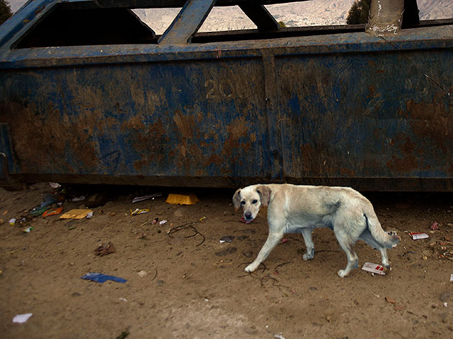 Минздрав предупреждает о белой собаке в районе Нагарии, которая может быть заражена бешенством