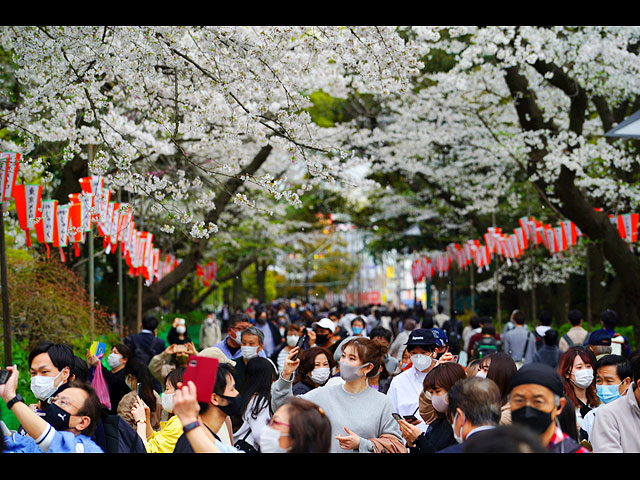 Цветение сакуры в Японии 2021 года. Фоторепортаж