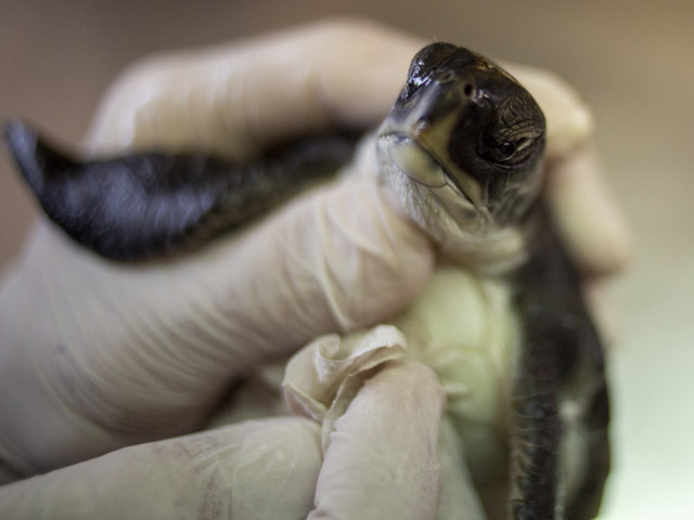 Спасенные после экологической катастрофы у берегов Израиля черепахи вернулись в море. Фоторепортаж