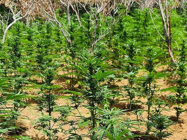 Полицейские "выпололи" тысячи кустов марихуаны возле Пардес-Ханы