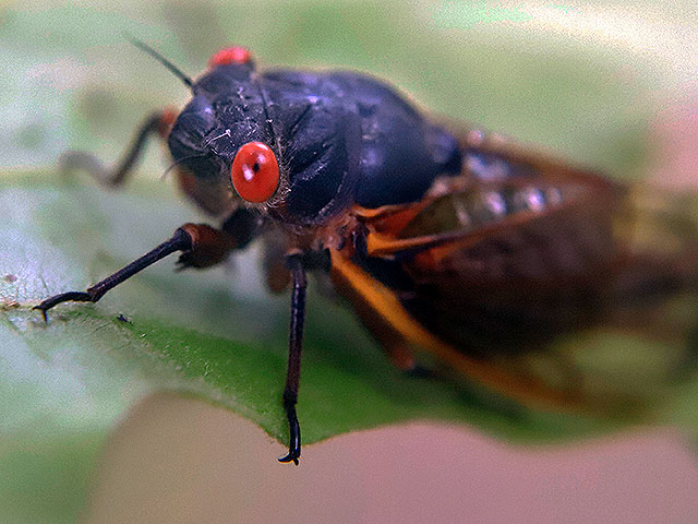 Восток США подвергся нашествию миллиардов цикад