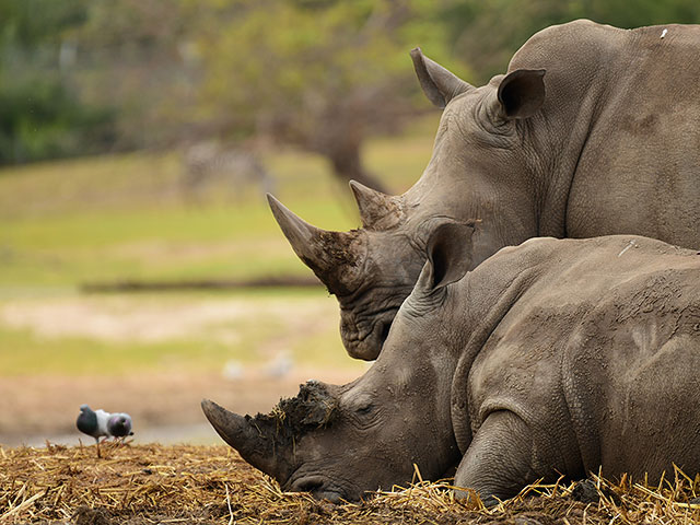 Руби, сын Риханны: новорожденного носорога в "Сафари" назвали в честь Реувена Ривлина