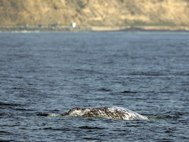Ловец лобстеров из США попал в пасть кита, но остался жив
