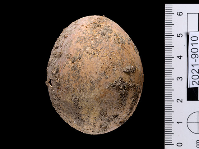 Куриное яйцо, которому тысяча лет