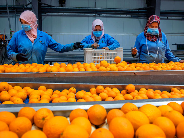 В грузе апельсинов, направлявшемся в Саудовскую Аравию, обнаружены наркотики