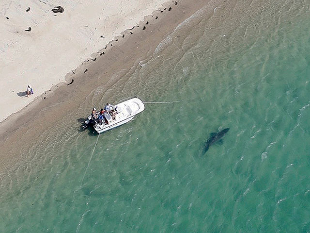 В Красном море акула откусила туристу часть стопы