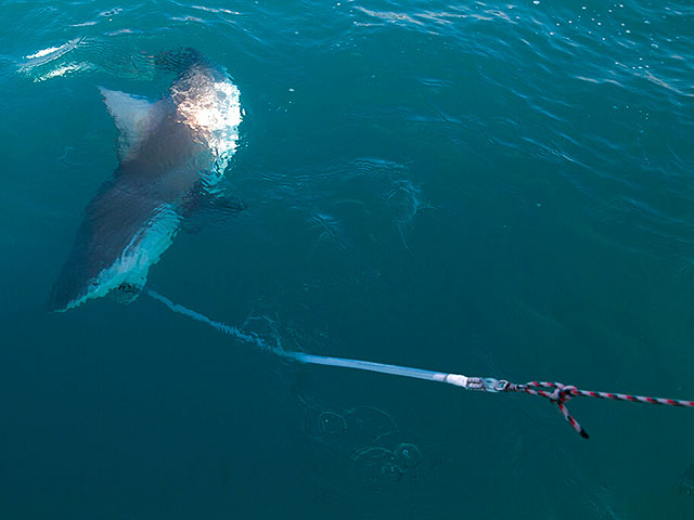 Около Акабы поймали крупную акулу, возможно ту, которая недавно напала на человека