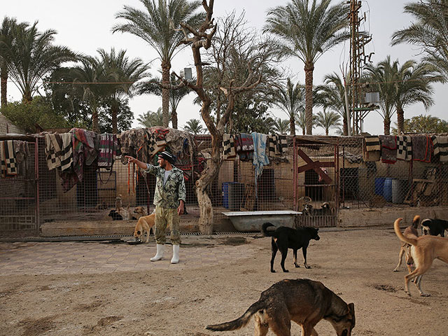 "Дар аль-Ифта" вынес фетву, позволяющую мусульманам держать собак