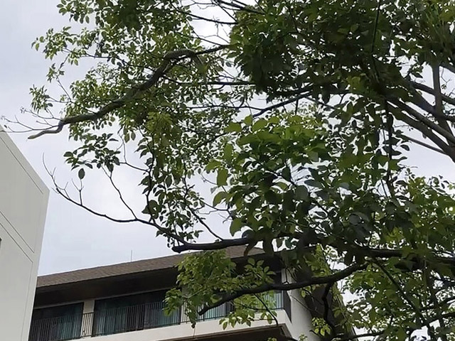 В городском парке в Бангкоке пойман сетчатый питон